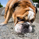 Image for article titled UK Study Confirms English Bulldogs Are a Genetic Tragedy